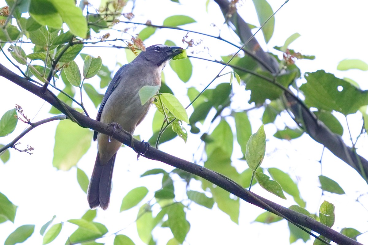 Olive-gray Saltator - ML639524711
