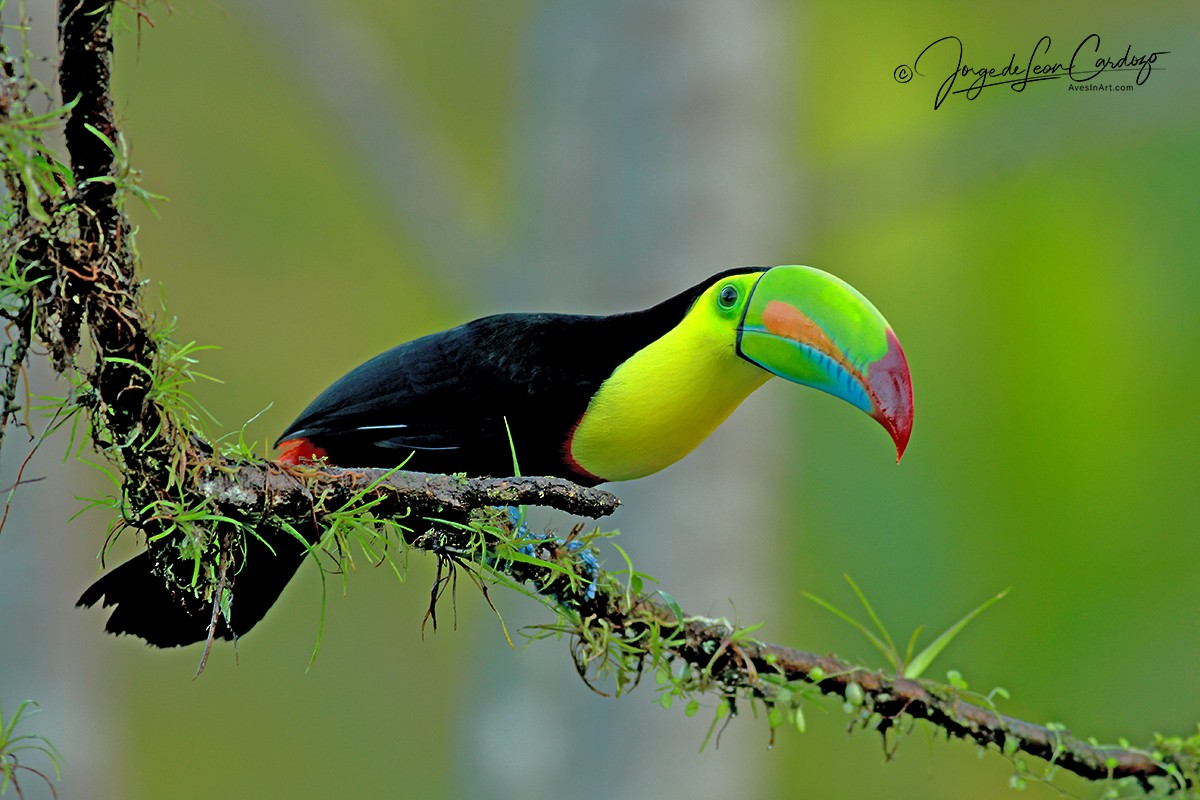 Keel-billed Toucan - ML639524854