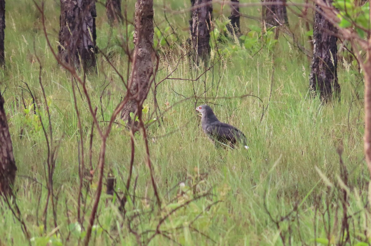 Crane Hawk - ML639524921