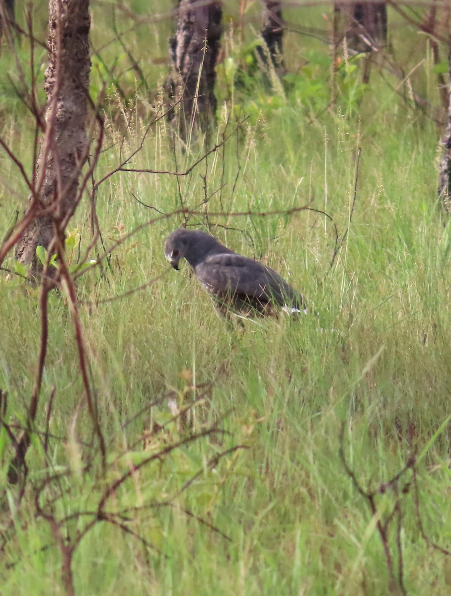 Crane Hawk - ML639524937