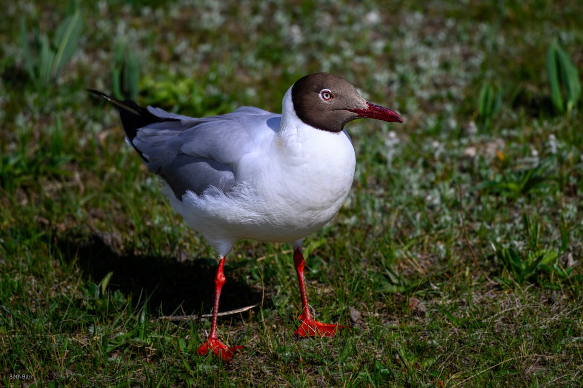 Brown-headed Gull - ML639524985