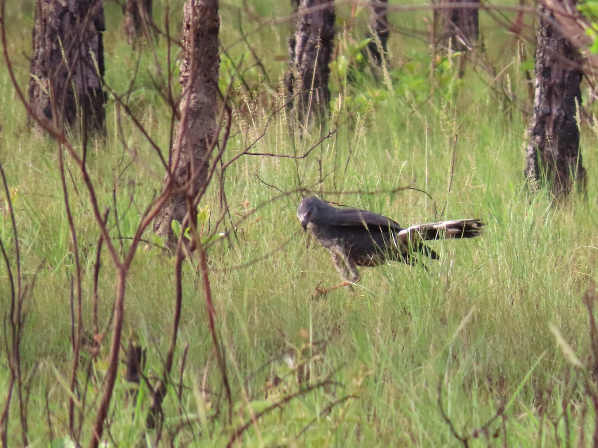 Crane Hawk - ML639524991