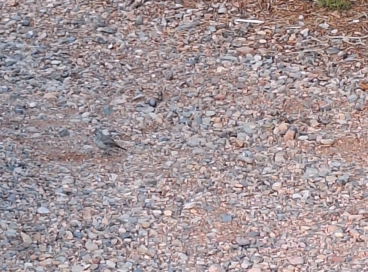 Juniper Titmouse - ML639524998