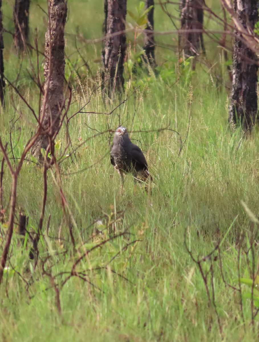 Crane Hawk - ML639525011