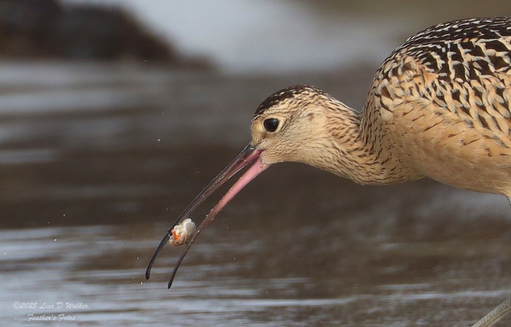 Long-billed Curlew - ML639525031
