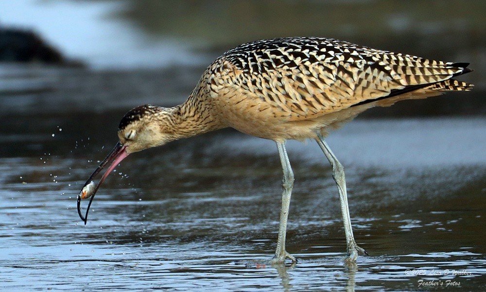 Long-billed Curlew - ML639525032