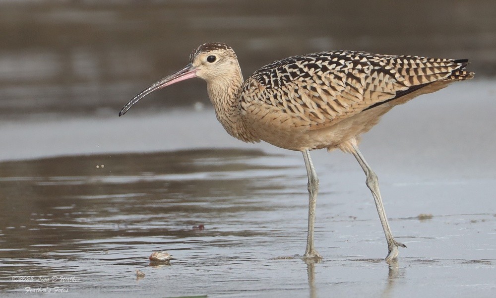 Long-billed Curlew - ML639525033
