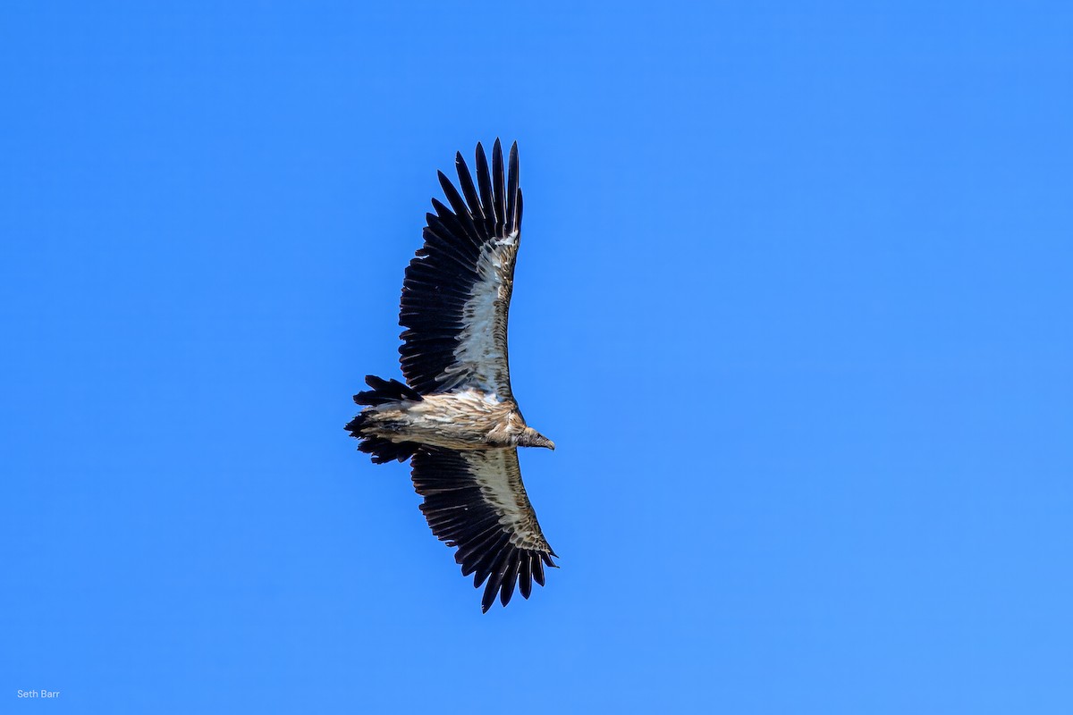 Himalayan Griffon - ML639525077