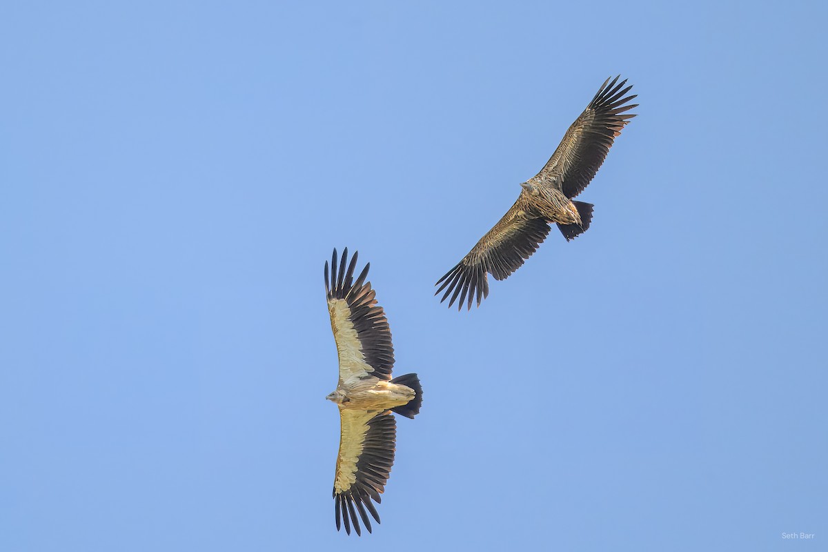 Himalayan Griffon - ML639525078