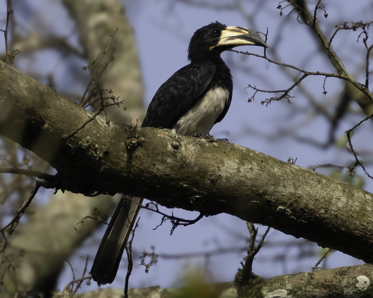West African Pied Hornbill - ML639525196