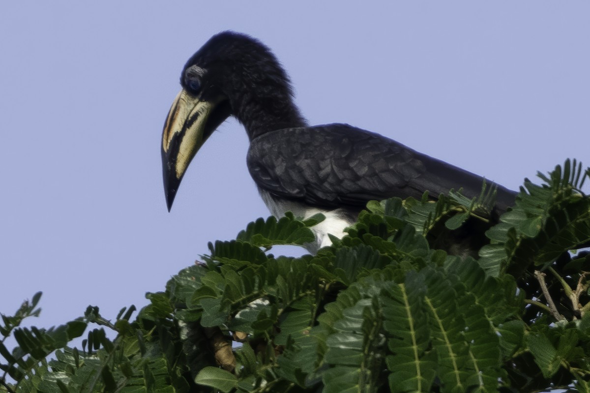 West African Pied Hornbill - ML639525197