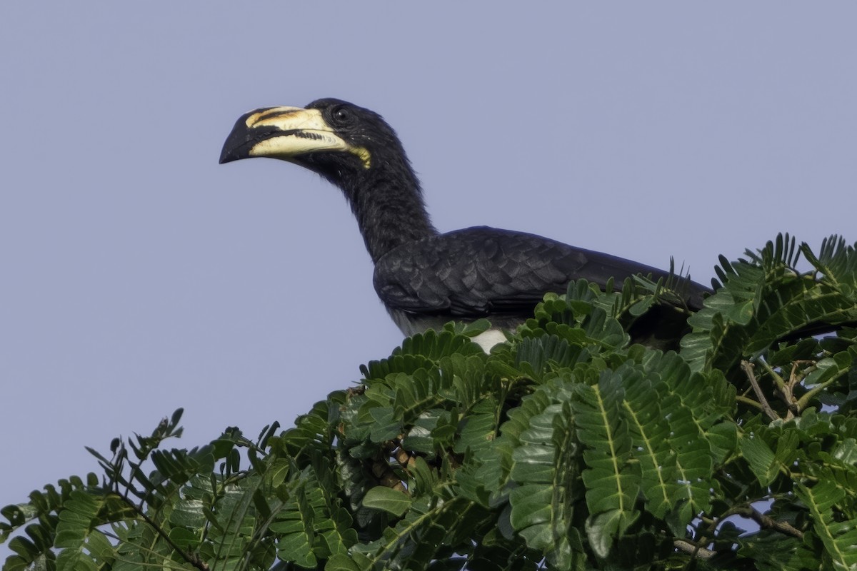 West African Pied Hornbill - ML639525198