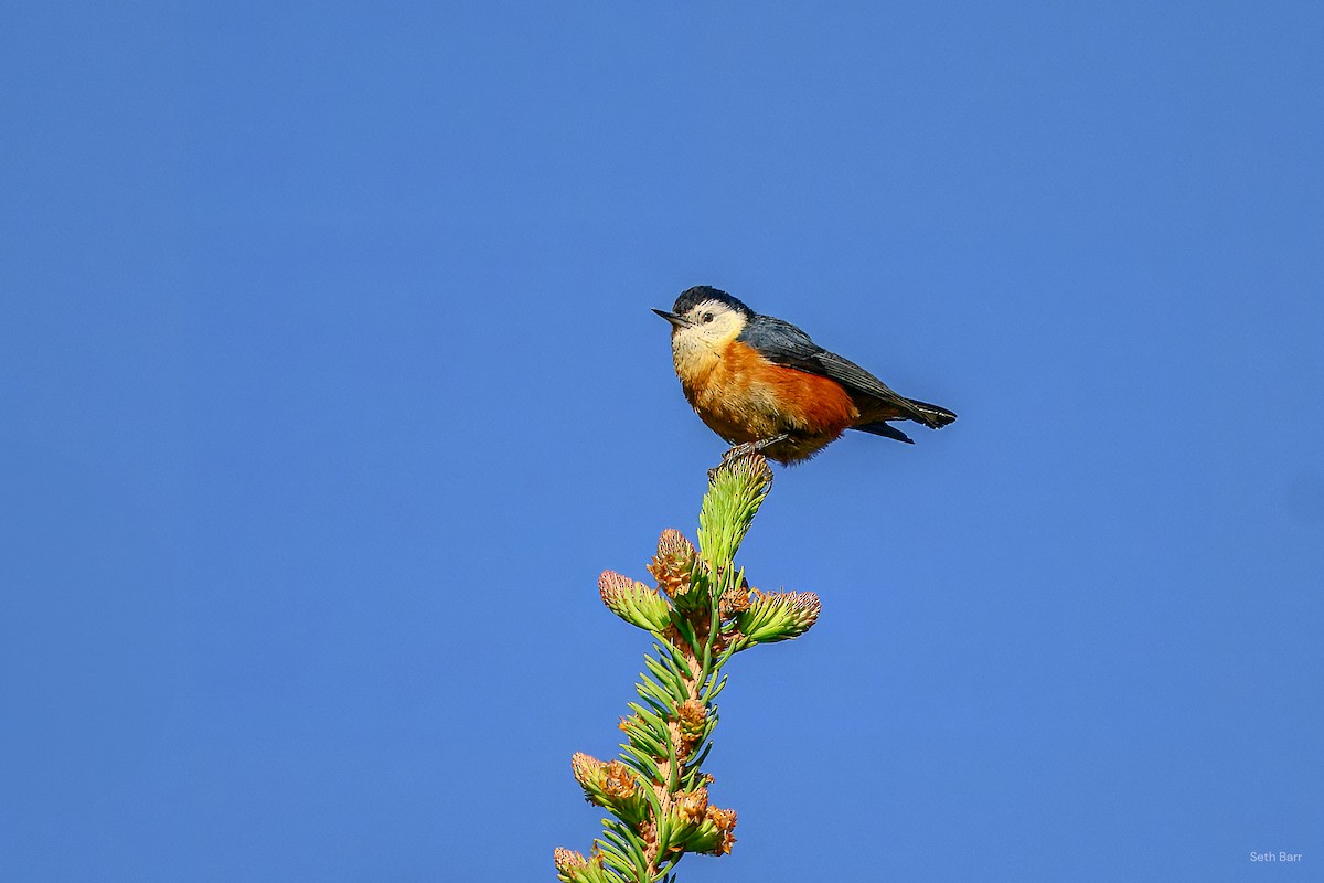 Przevalski's Nuthatch - ML639525253