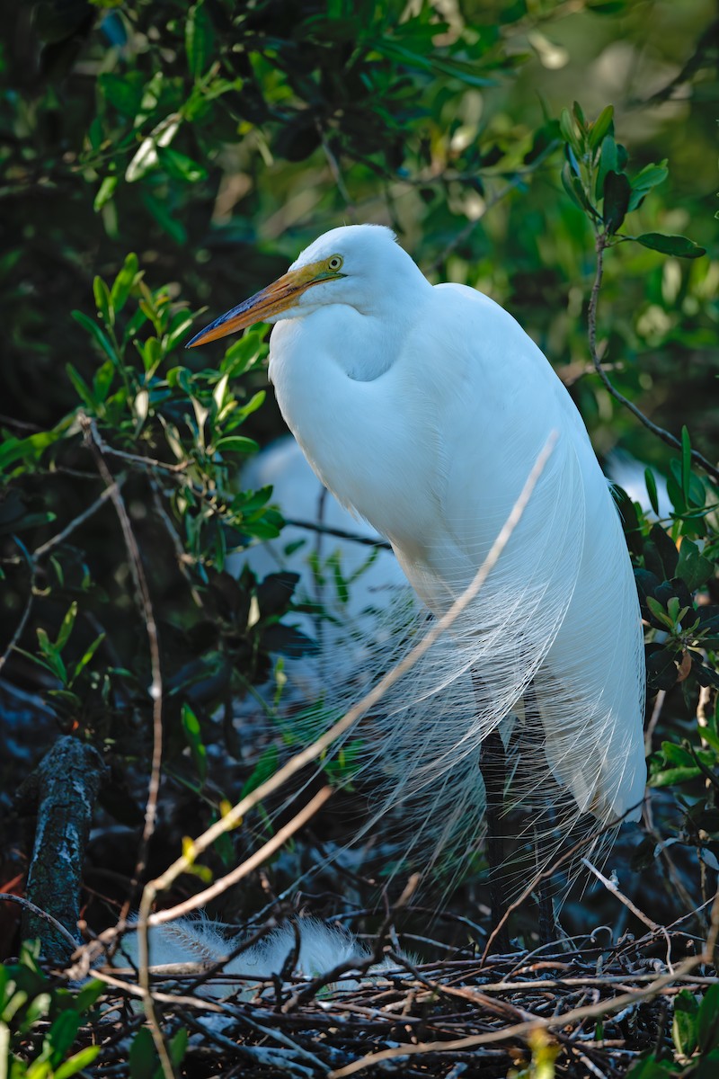 Great Egret - ML639525368