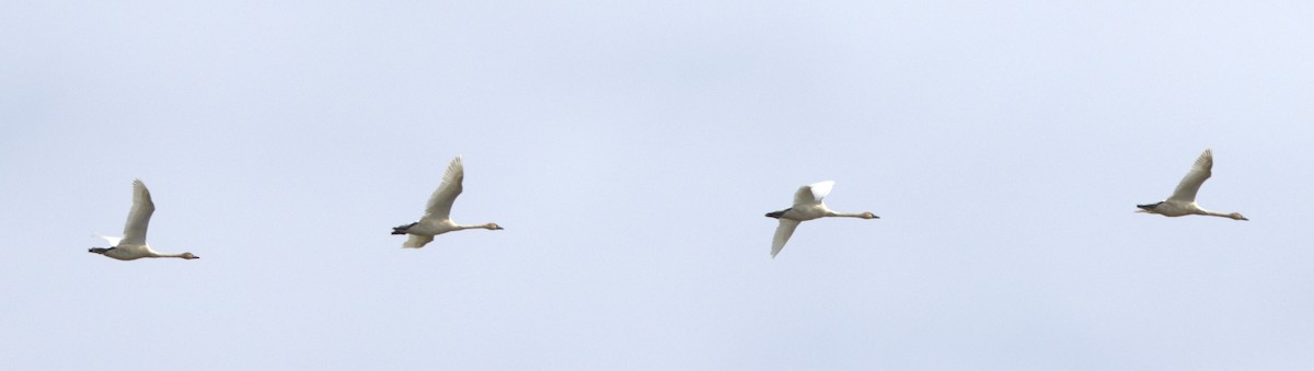 Cigno minore - ML639525396