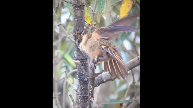 Buffy Helmetcrest - ML639525403