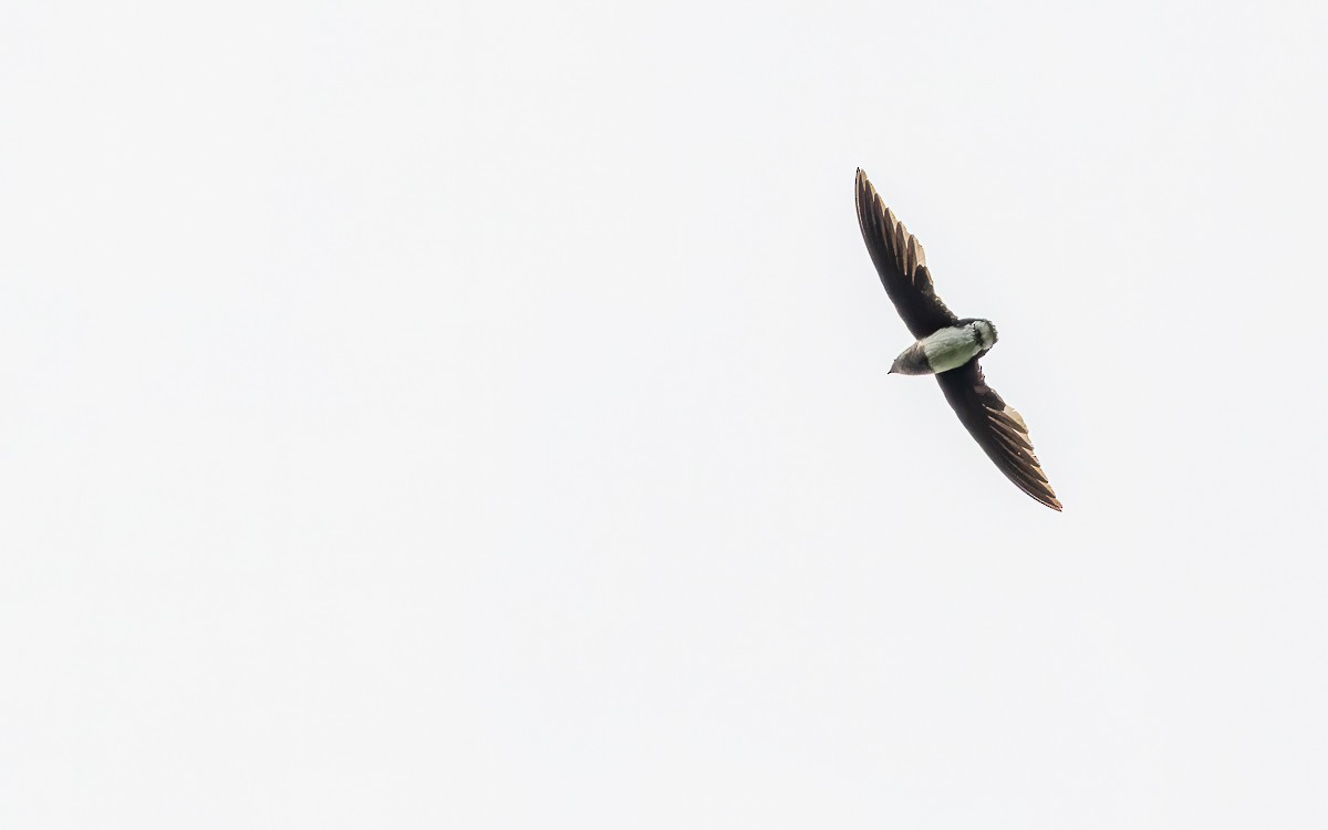Cassin's Spinetail - ML639525449