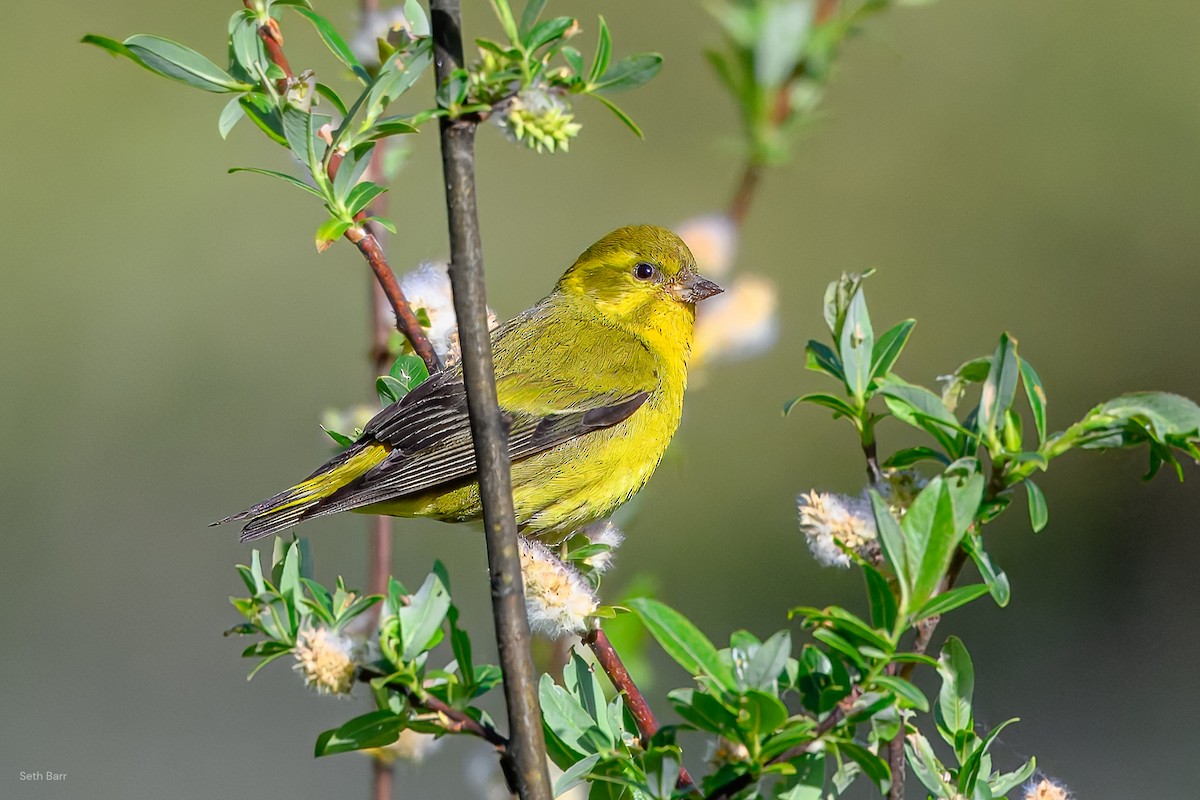 Tibetan Serin - ML639525463