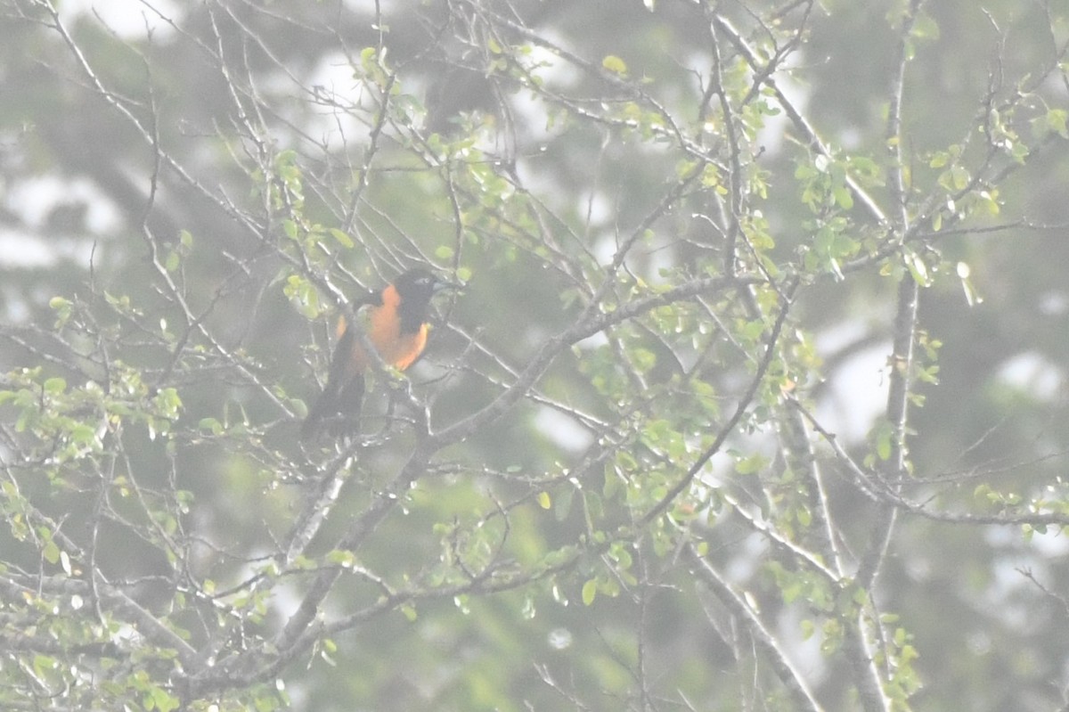 Venezuelan Troupial - ML639525537