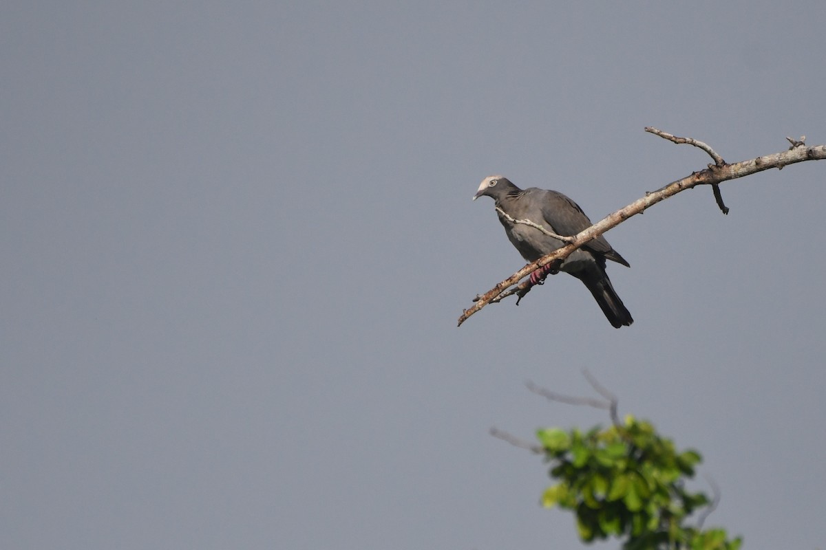 White-crowned Pigeon - ML639525566