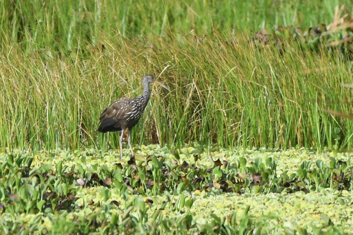 Limpkin - ML639525607