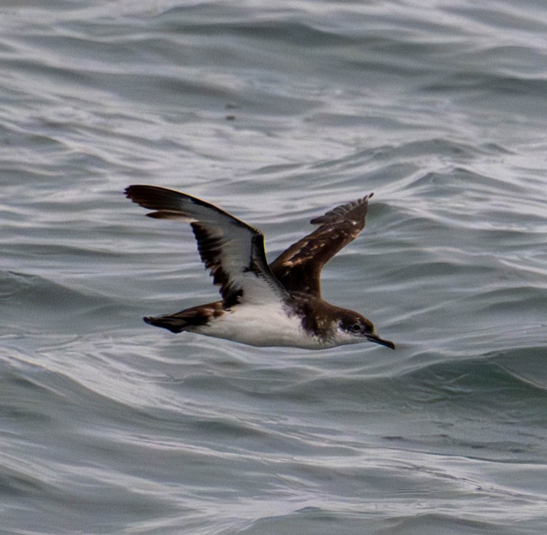 Manx Shearwater - ML639525630