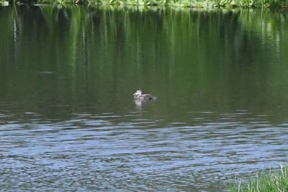 Pied-billed Grebe - ML639525663