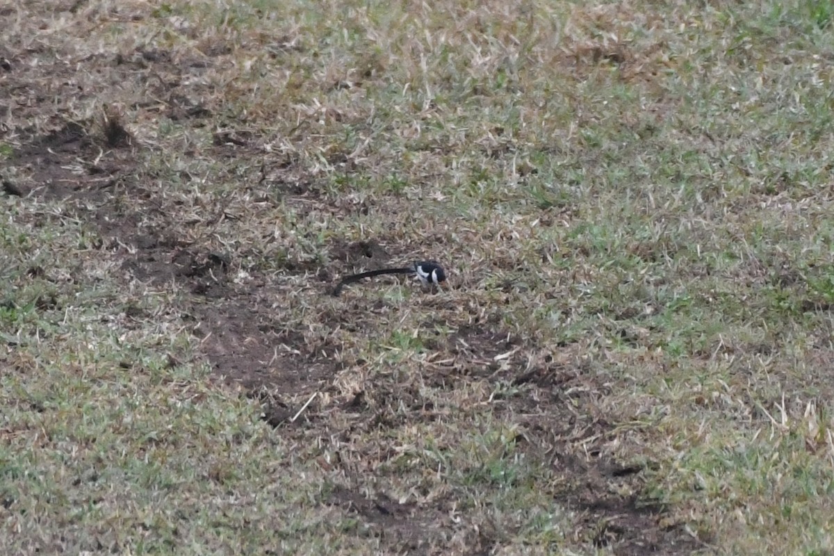 Pin-tailed Whydah - ML639525704