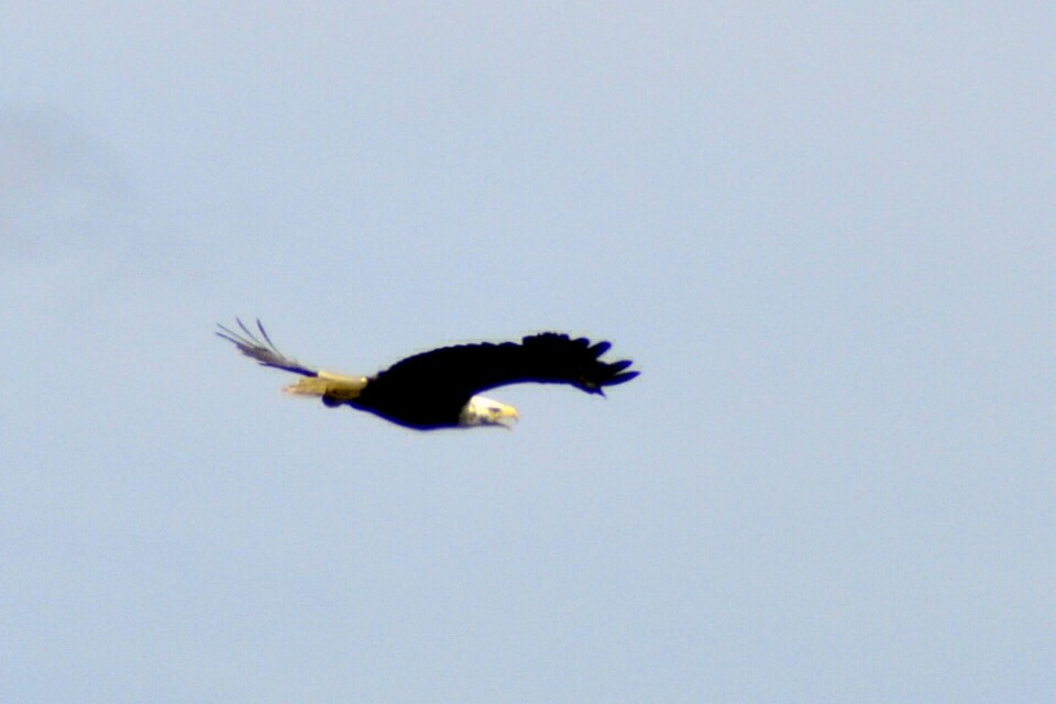 Bald Eagle - ML639525720