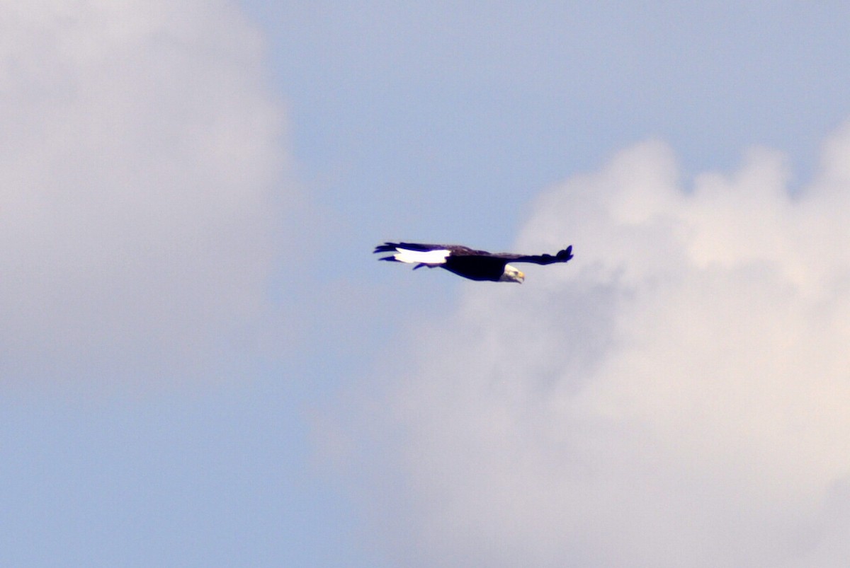 Bald Eagle - ML639525721