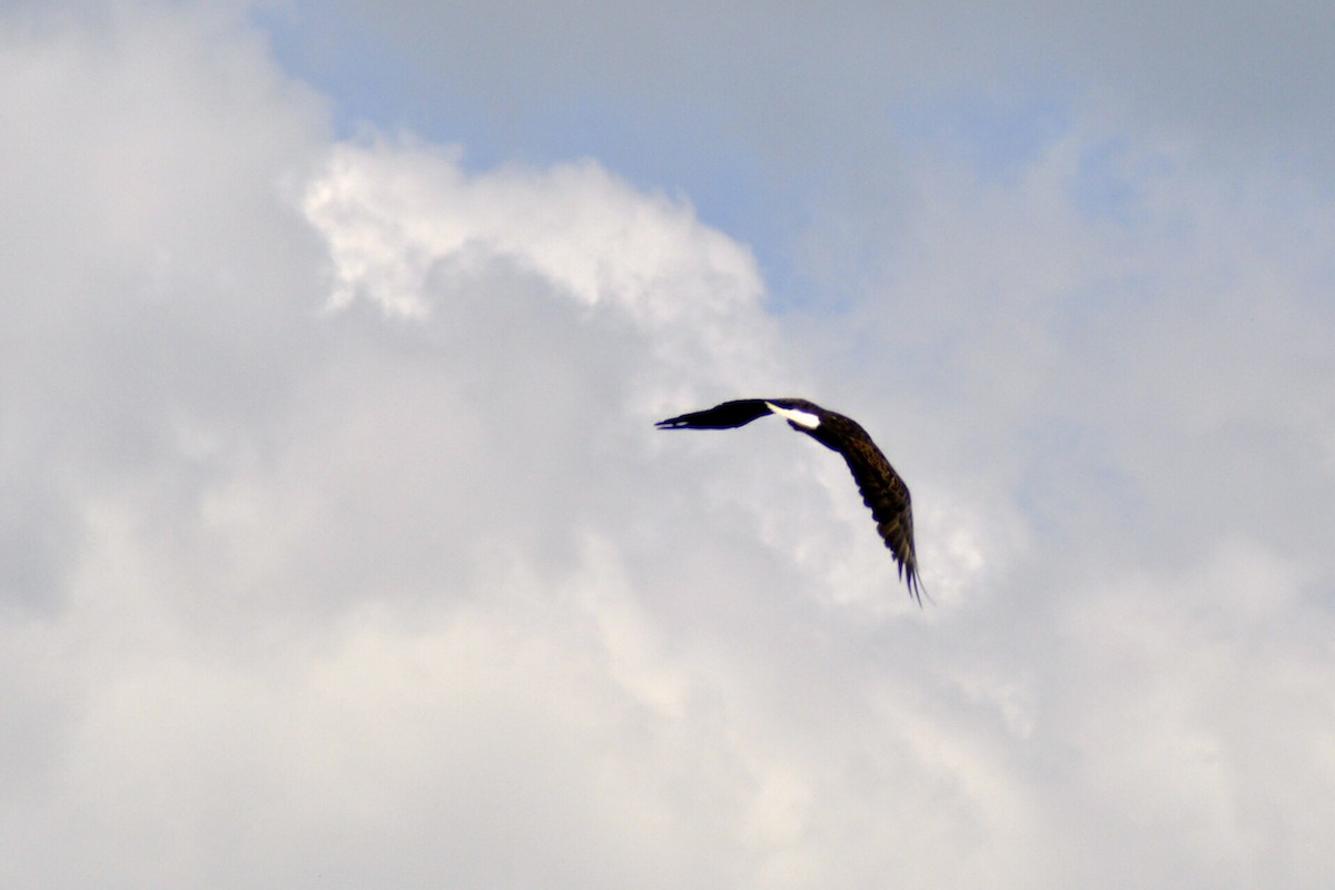 Bald Eagle - ML639525722