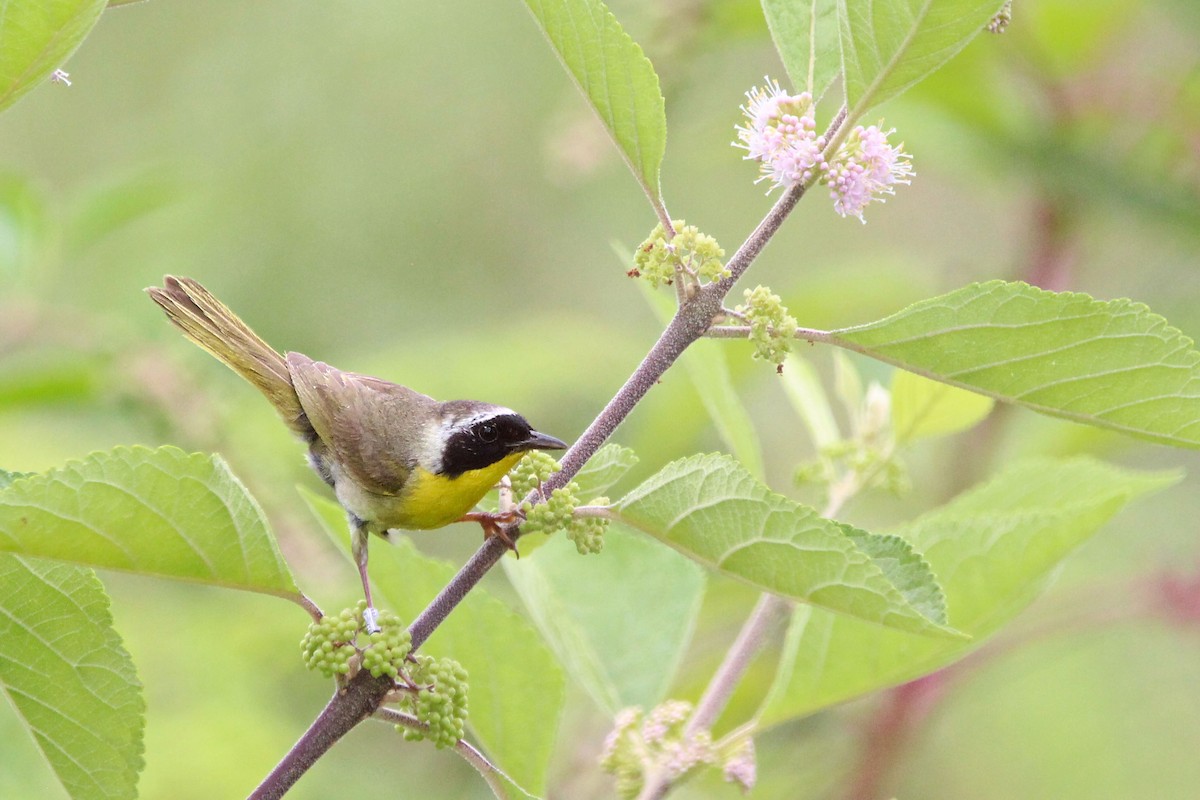 Common Yellowthroat - ML639525860