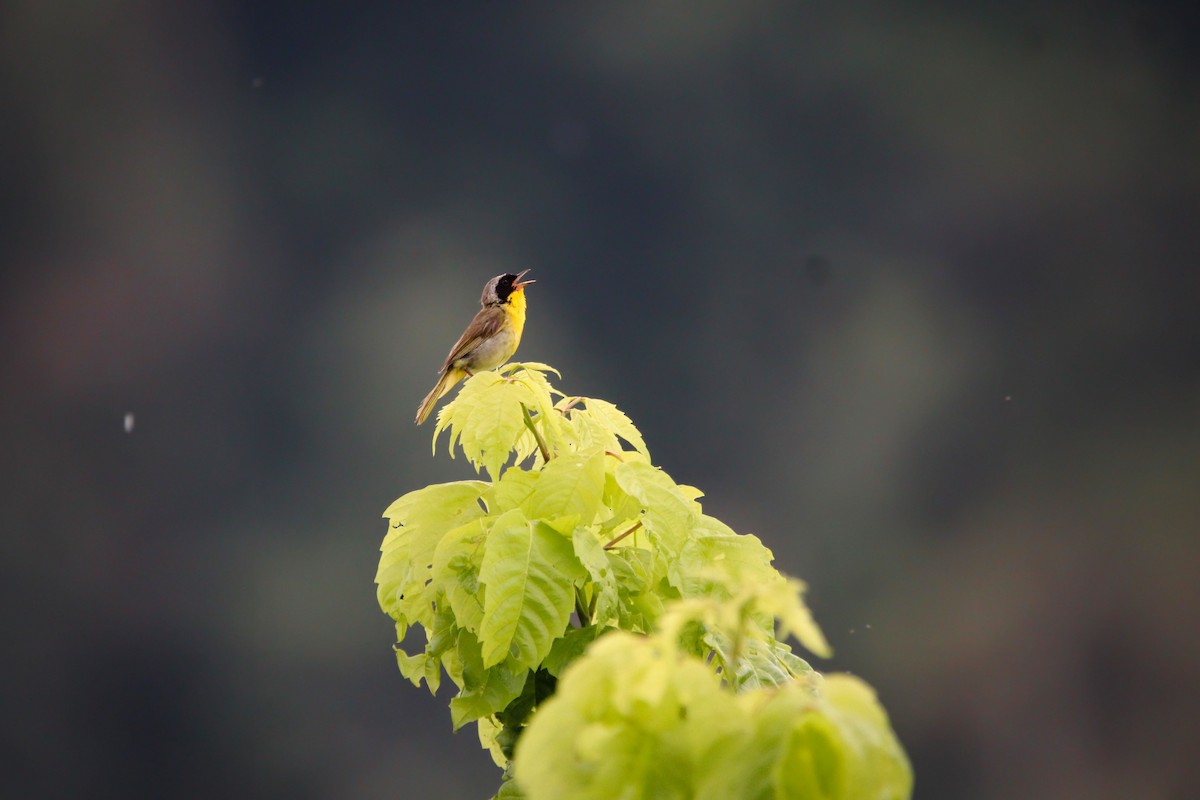 Common Yellowthroat - ML639525862