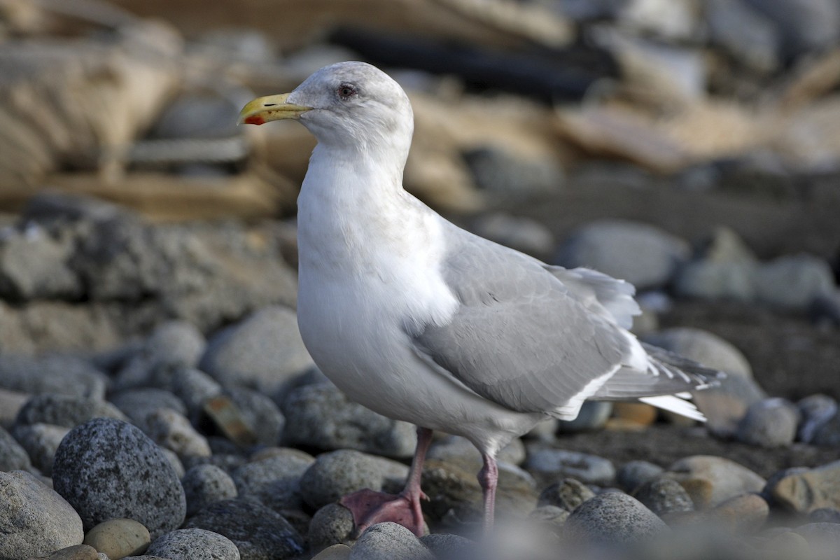 Glaucous-winged Gull - ML639526059