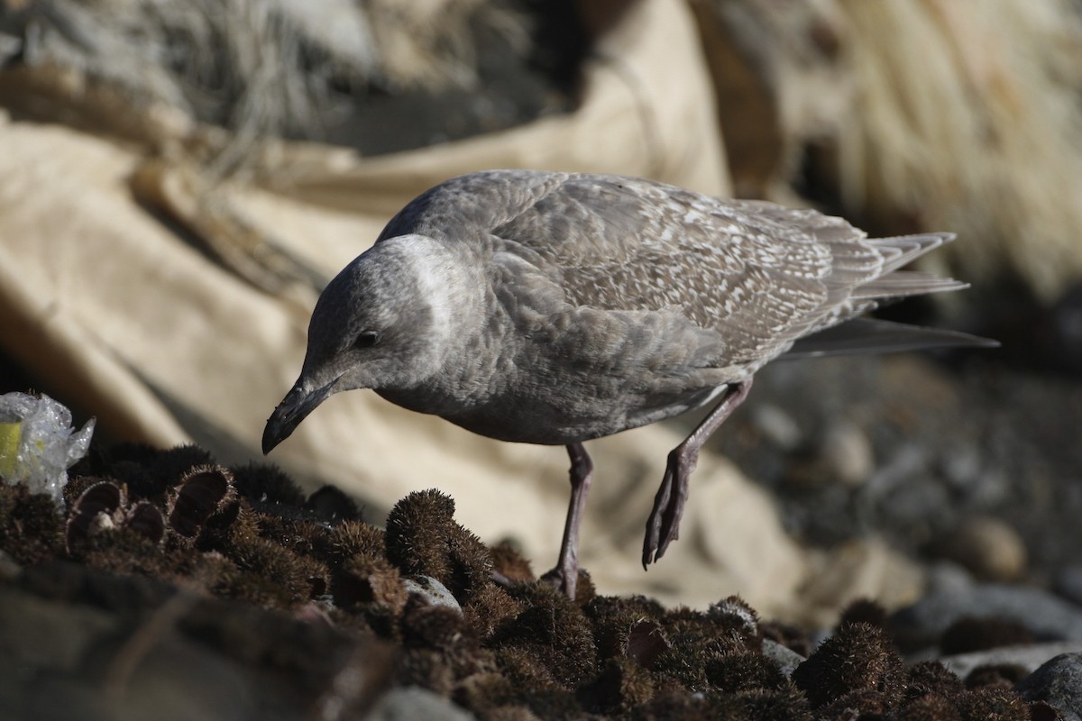 Glaucous-winged Gull - ML639526060