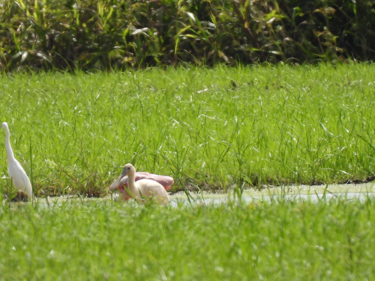 Roseate Spoonbill - ML639526084
