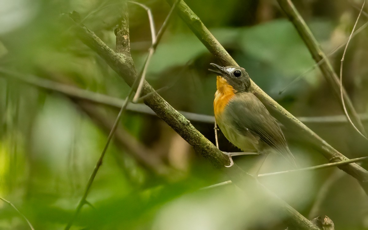 Orange-breasted Forest Robin - ML639526117