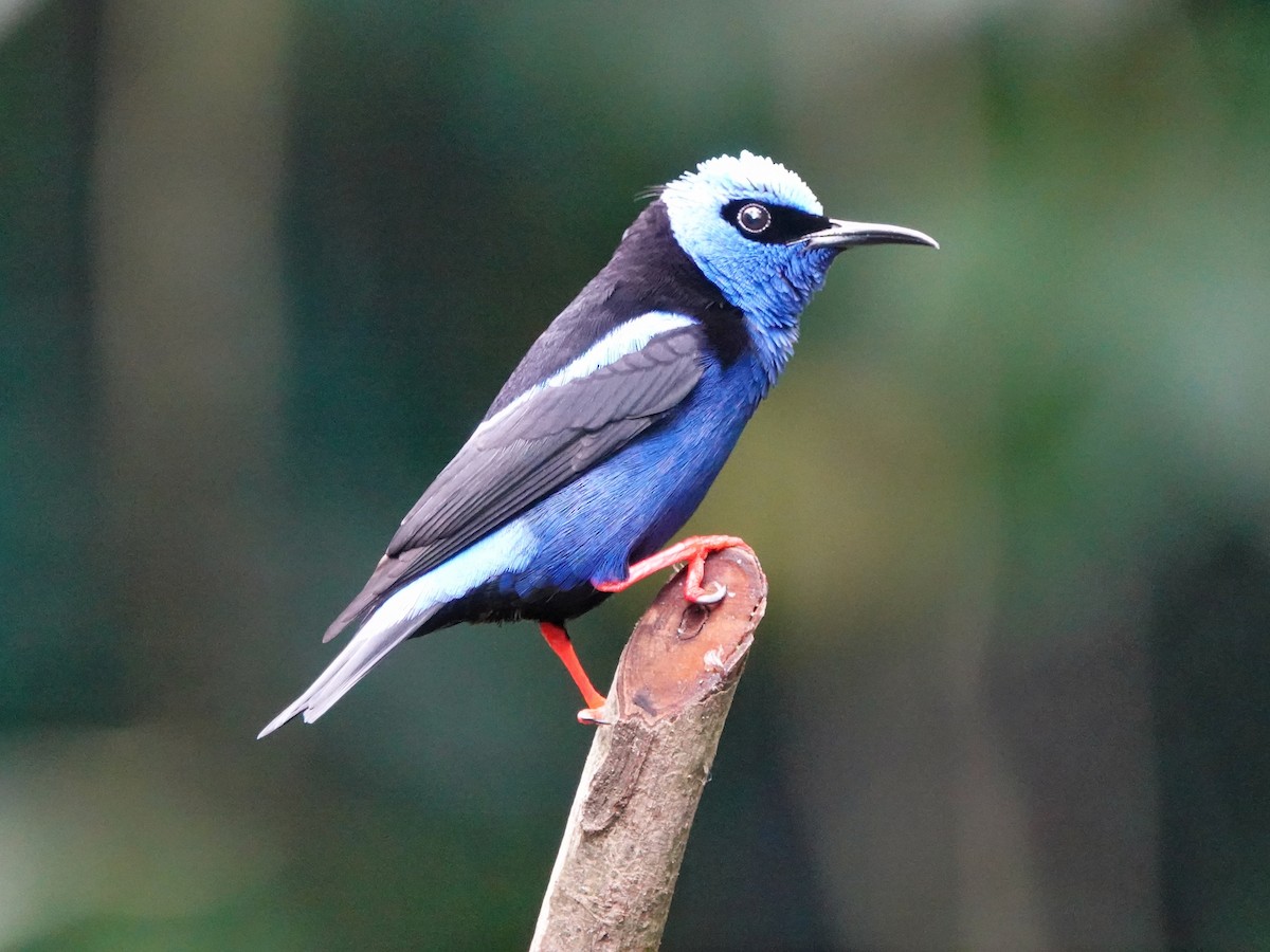 Red-legged Honeycreeper - ML639526119