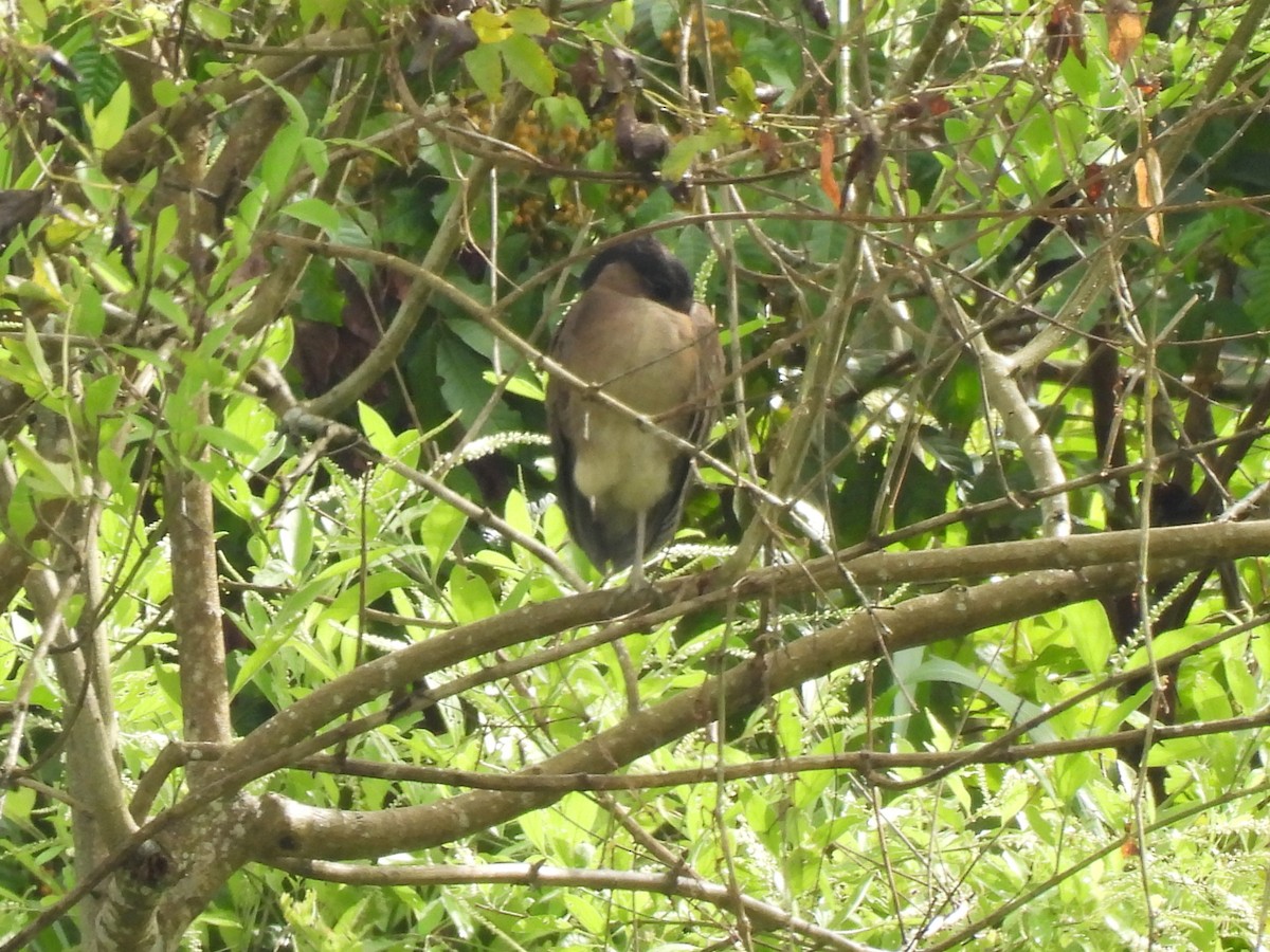 Boat-billed Heron - ML639526150