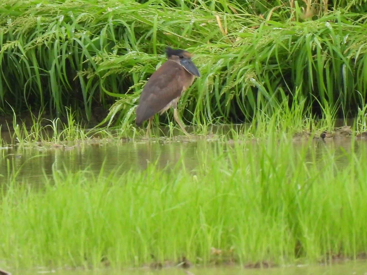 Boat-billed Heron - ML639526151