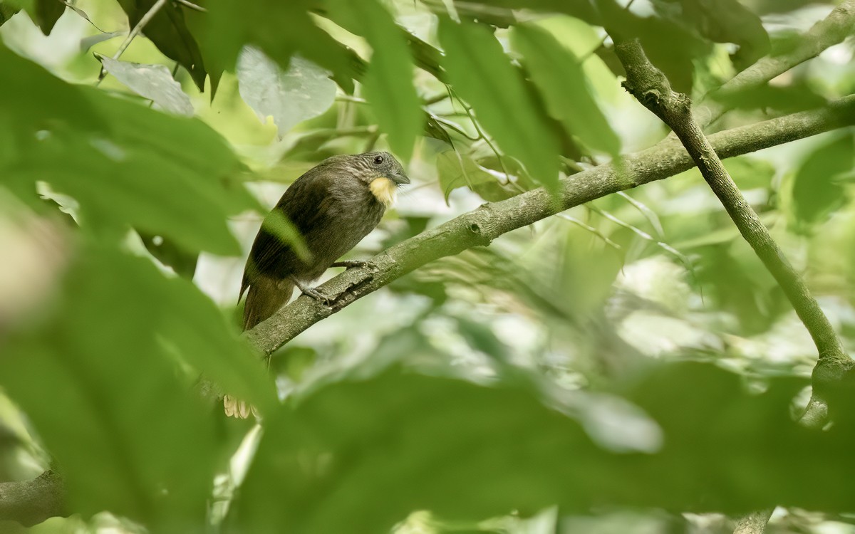 Western Bearded-Greenbul - ML639526156