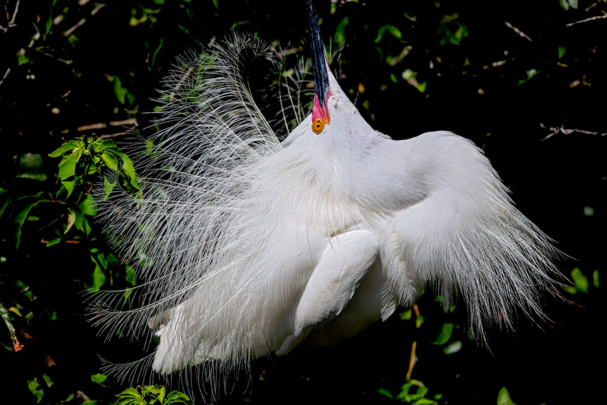 Snowy Egret - ML639526204