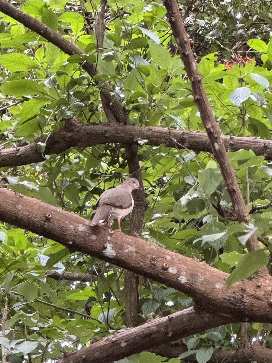 White-tipped Dove - ML639526227