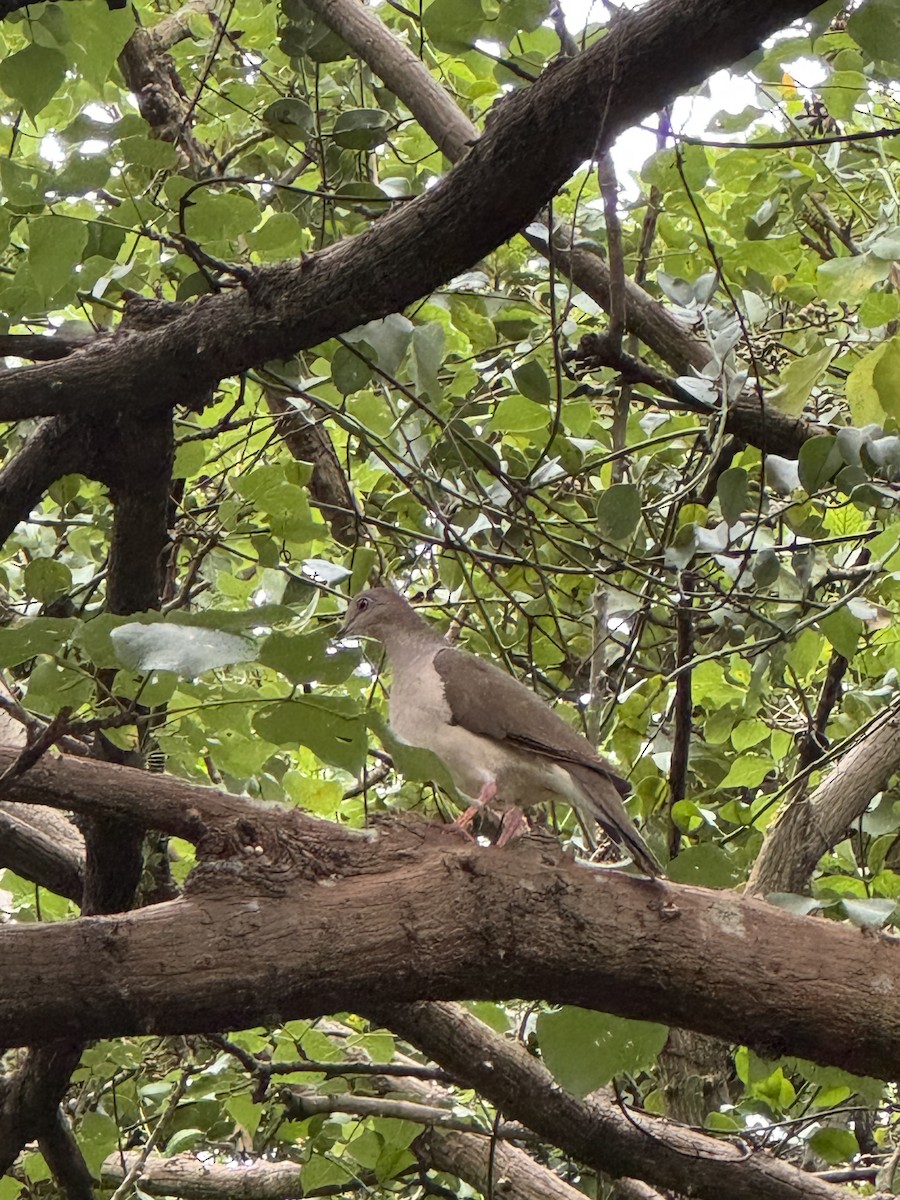 White-tipped Dove - ML639526228