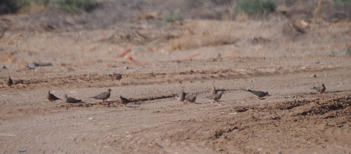 Mourning Dove - ML639526267
