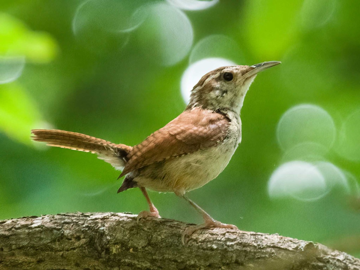 Carolina Wren - ML639526269