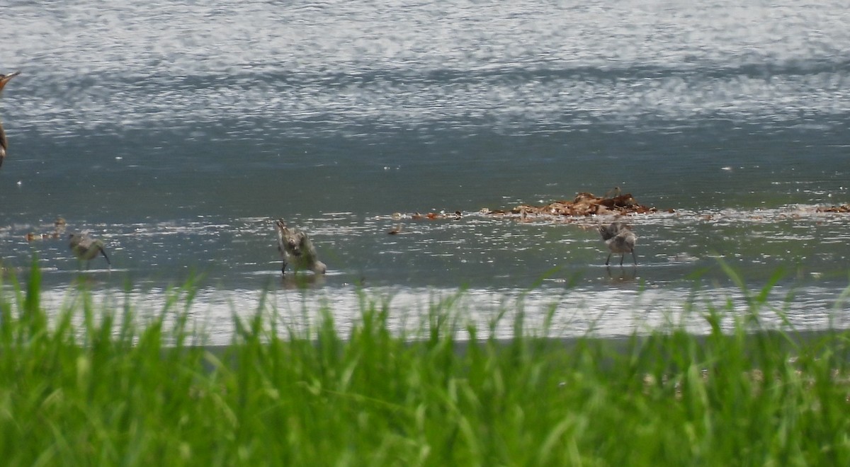 Long-billed Dowitcher - ML639526275