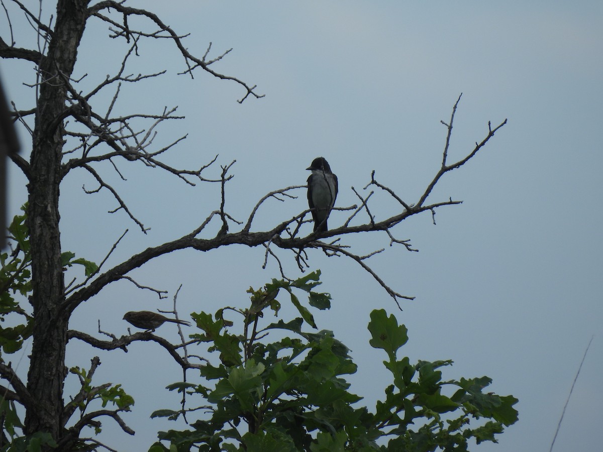 Eastern Kingbird - ML639526330