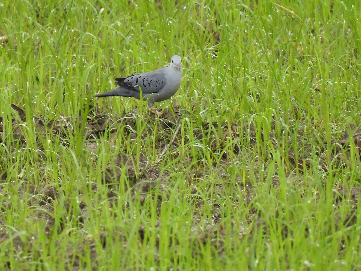 Blue Ground Dove - ML639526395