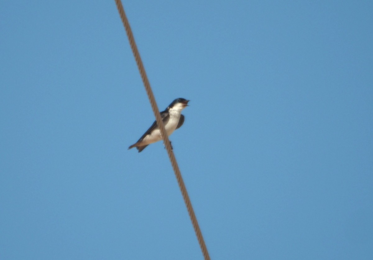 Tree Swallow - ML639526417